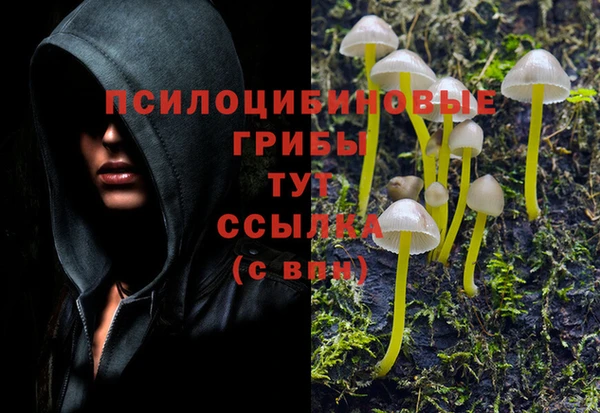 ГАЛЛЮЦИНОГЕННЫЕ ГРИБЫ Осинники